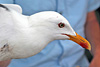 juvenile LBBG in October, ringed in Norway. (131273 bytes)